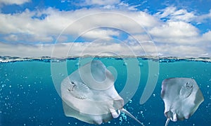 Half underwater photo of tropical paradise with group of Southern stingray- DASYATIS AMERICANA