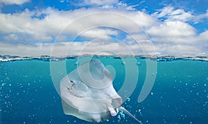 Half underwater photo of tropical paradise with Southern stingray- DASYATIS AMERICANA