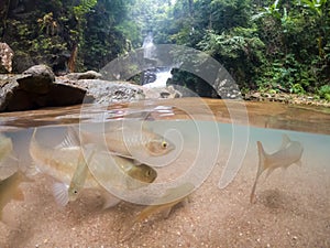 Half underwater photography. group of fish swimming in transparent stream water. waterfall in tropical forest, Thailand.