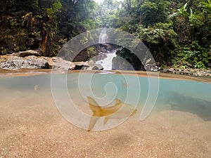 Half underwater photography. group of fish swimming in transparent stream water. waterfall in tropical forest, Thailand.