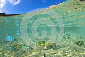 half Underwater of sergeant major damsels schooling to feed under the surface.koh Tao .Thailand