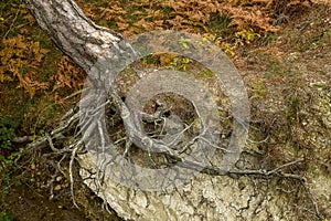 Half-unearthed roots of a tree in a ditch created by rainwater in a forest