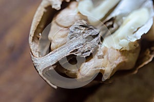 Half a walnut core macro