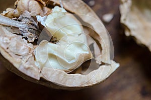 Half a walnut core macro