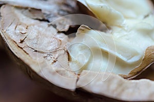 Half a walnut core macro