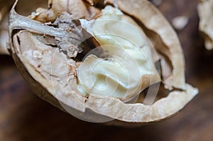 Half a walnut core macro
