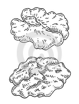 Half walnut without shell. Vector engraving black vintage