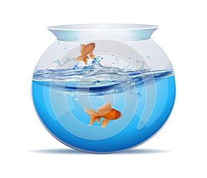 Half water filled fish bowl or tank with two gold fish within it. Goldfish in a bowl