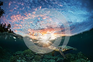 Half Water Seascape With Sunset and sea turtle underwater