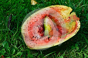 Half a watermelon lies on the green grass, it has been found by fruit flies