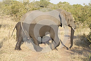 Half-wet elephant photo