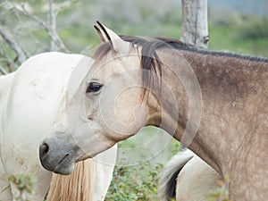 Half-wild horses. liberty, Israel