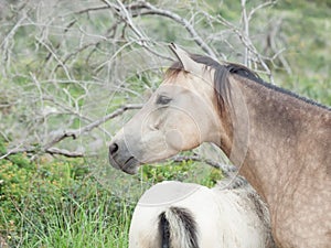 Half-wild horses. liberty, Israel