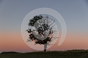 a half withered tree grows on a hill near sunset