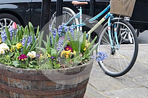 Half wooden barrel as a planter with flowers on a street pavement  with bike in background