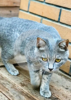 A half - year - old tabby cat walks toward the camera