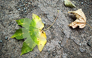 A half-yellow maple leaf. Autumn.