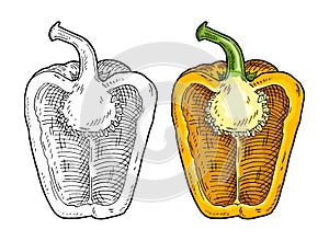 Half yellow sweet bell pepper. Vintage vector engraving