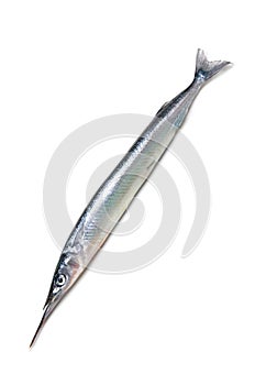 Halfbeak