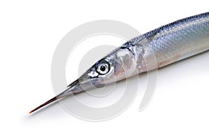 Halfbeak