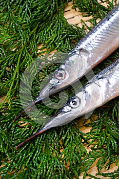 Halfbeak