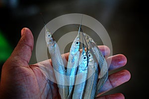 halfbeak spipe needle fish in hand in nice blur background HD