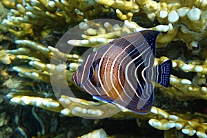 Halfcircled or Koran Angelfish