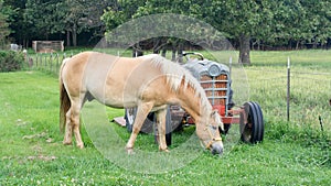 Halflinger Horse Eating Grass by an Old Tractor