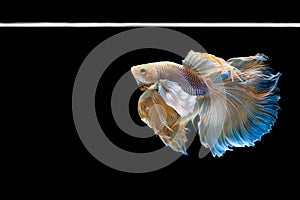 Halfmoon betta beautiful fish. capture the moving moment beautifHalfmoon betta beautiful fish. capture the moving moment beautiful