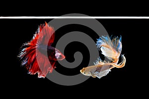 Halfmoon betta beautiful fish. capture the moving moment beautiful of siam betta fish in thailand on black background.