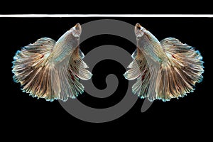 Halfmoon betta beautiful fish. capture the moving moment beautiful of siam betta fish in thailand on black background.