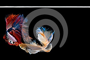 Halfmoon betta beautiful fish. capture the moving moment beautiful of siam betta fish in thailand on black background.