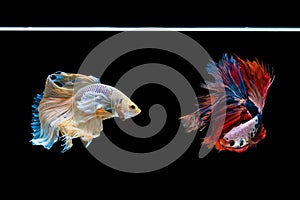 Halfmoon betta beautiful fish. capture the moving moment beautiful of siam betta fish in thailand on black background.