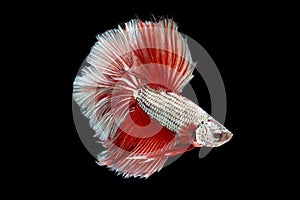 Halfmoon Betta
