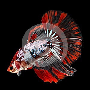 Halfmoon Betta on black background. Beautiful fish. Swimming flutter tail flutter.