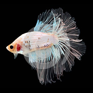 Halfmoon Betta on black background. Beautiful fish. Swimming flutter tail flutter.