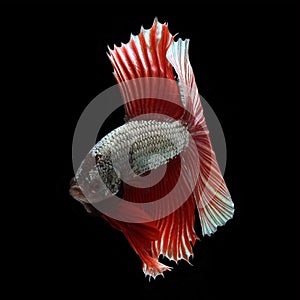 Halfmoon Betta on black background.