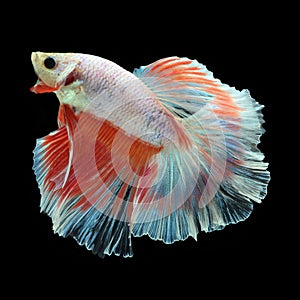 Halfmoon Betta on black background.