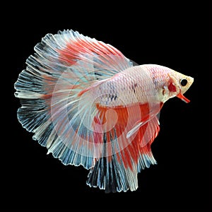 Halfmoon Betta on black background.