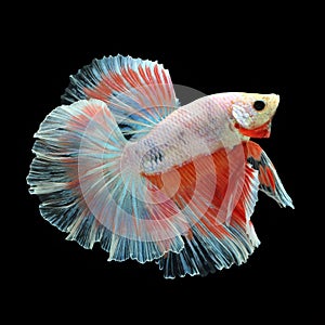 Halfmoon Betta on black background.