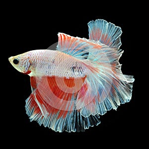 Halfmoon Betta on black background.