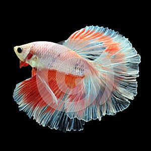 Halfmoon Betta on black background.