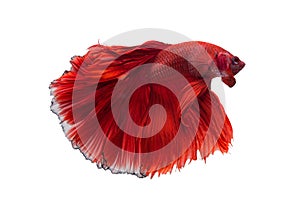 Halfmoon Betta Fish