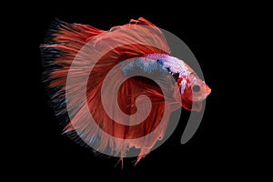 Halfmoon Betta Fish