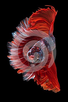 Halfmoon Betta Fish