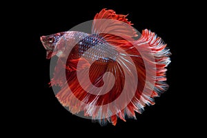 Halfmoon Betta Fish