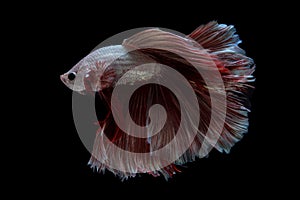 Halfmoon Betta Fish