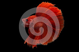 Halfmoon Betta Fish