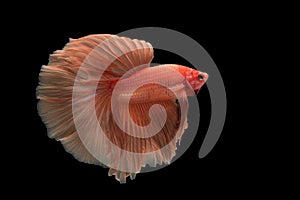 Halfmoon Betta Fish