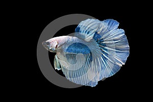 Halfmoon Betta Fish